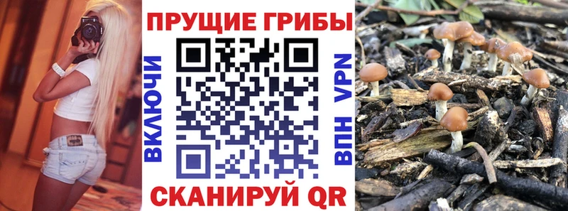 как найти   Ижевск  Галлюциногенные грибы Cubensis 